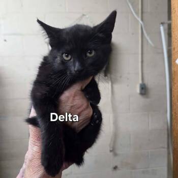 Delta -  Domestic Short Hair Cat for Adoption in Madison, Wisconsin - Delta | PetCurious
