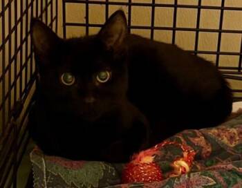 Domestic Short Hair Cats Available for Adoption - Raven | PetCurious