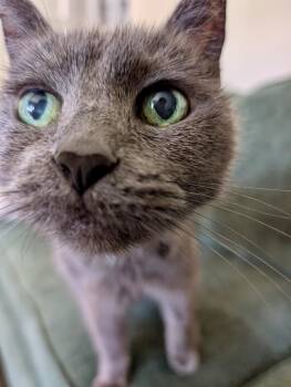 Rescue American Shorthair Cats for Adoption in Los Angeles, California - Archie (M) | PetCurious