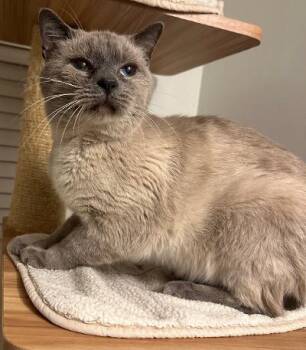 Simon -  Siamese and Domestic Short Hair Cat for Adoption in Wilkesboro, North Carolina - Simon | PetCurious