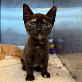 Rescue Domestic Short Hair Cats for Adoption in Los Angeles, California - Elphaba | PetCurious