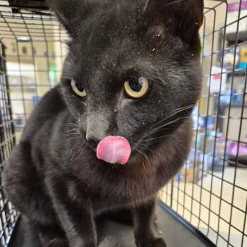Domestic Short Hair Cats Available for Adoption - Knox | PetCurious