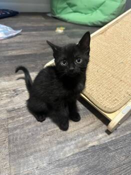 Pax -  Domestic Short Hair Cat for Adoption in Town 