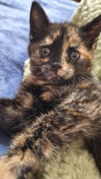 Tortoiseshell Cats Available for Adoption in Sandy Springs, Georgia - Mantis | PetCurious