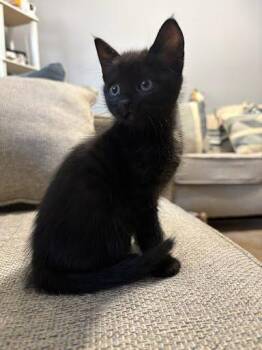 Kisses -  Domestic Short Hair Cat for Adoption in Chamblee, Georgia - Kisses | PetCurious