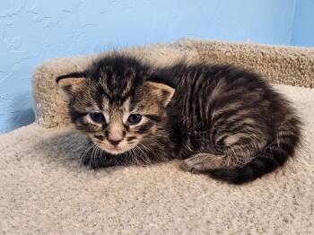 Rescue Domestic Short Hair Cats for Adoption in Gold Beach, Oregon - Void | PetCurious