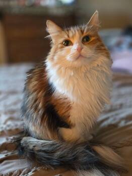 Calico Cats Available for Adoption - Ginger ( NL) | PetCurious