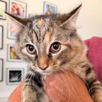 Hope -  Domestic Long Hair Cat for Adoption in Inman, South Carolina - Hope | PetCurious