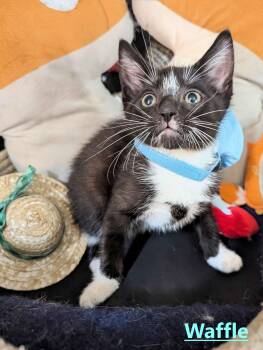 Waffle -  Domestic Short Hair Cat for Adoption in Seven Valleys, Pennsylvania - Waffle | PetCurious