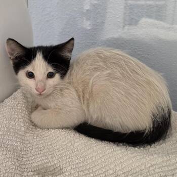 Checkers -  Domestic Short Hair Cat for Adoption in Desert Hot Springs, California - Checkers | PetCurious