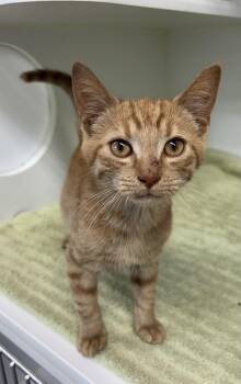 Quincy -  Domestic Short Hair Cat for Adoption in Rochester, Indiana - Quincy | PetCurious