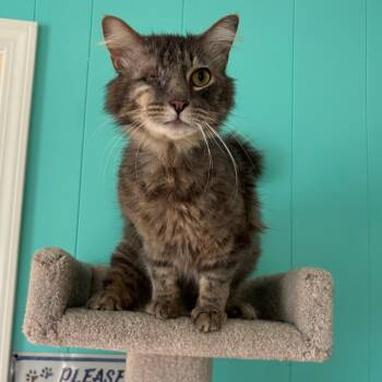 Domestic Medium Hair and Maine Coon Cats Available for Adoption in Granville, Ohio - Leo | PetCurious