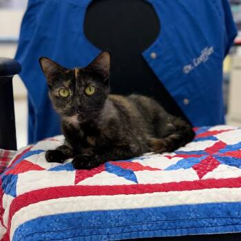 Tessa,Subie&Tanner -  Domestic Short Hair Cat for Adoption in Portage, Michigan - Tessa,Subie&Tanner | PetCurious