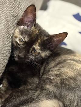 Charlotte - KITTEN -  Domestic Short Hair Cat for Adoption in Harrison, New York - Charlotte - KITTEN | PetCurious