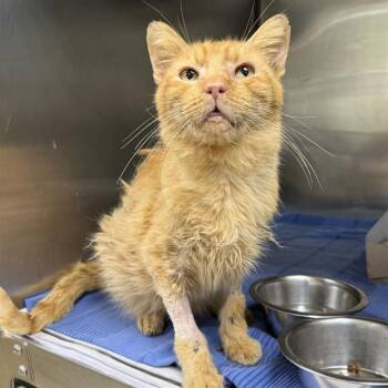 BOYD -  Domestic Short Hair Cat for Adoption in San Antonio, Texas - BOYD | PetCurious