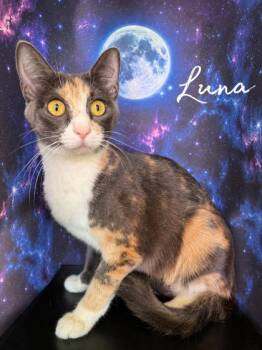 Luna -  Domestic Short Hair Cat for Adoption in Morton Grove, Illinois - Luna | PetCurious
