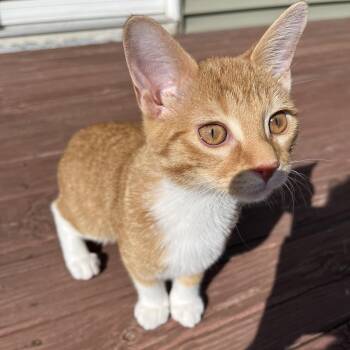 Simba -  Domestic Short Hair Cat for Adoption in Rochester, Minnesota - Simba | PetCurious