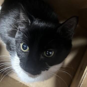 Flash -  Domestic Short Hair Cat for Adoption in Newark, New Jersey - Flash | PetCurious