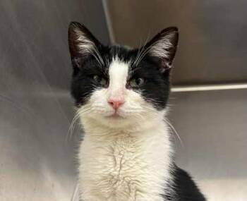 Rescue Domestic Short Hair Cats for Adoption in Munster, Indiana - Tomo | PetCurious