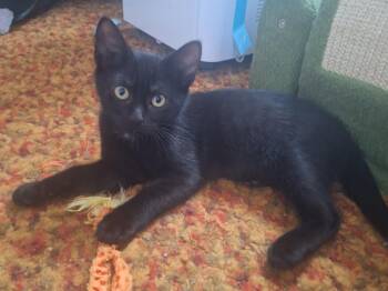Blackie -  Domestic Short Hair Cat for Adoption in Mayfield, New York - Blackie | PetCurious