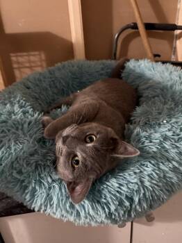 Domestic Short Hair Cats Available for Adoption - Buzzle | PetCurious