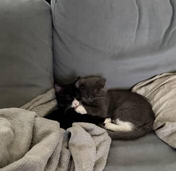 Domestic Long Hair Cats Available for Adoption - Chibi (w/Bibi) | PetCurious