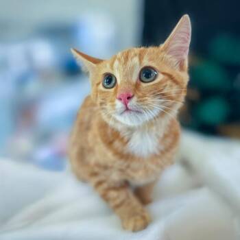 Basket -  Domestic Short Hair Cat for Adoption in Chapel Hill, North Carolina - Basket | PetCurious