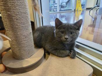 Domestic Medium Hair Cats Available for Adoption in Santa Clara, California - SMOKEY | PetCurious