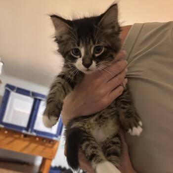 Cubby -  Domestic Medium Hair Cat for Adoption in Columbia, Missouri - Cubby | PetCurious