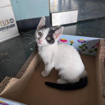 Kida -  Domestic Short Hair Cat for Adoption in Chico, California - Kida | PetCurious