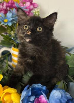 Domestic Medium Hair Cats Available for Adoption - 1/23/26 - Luanne | PetCurious