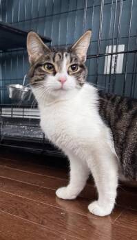 Mini Hot Dog -  Domestic Short Hair Cat for Adoption in Berwick, Pennsylvania - Mini Hot Dog | PetCurious