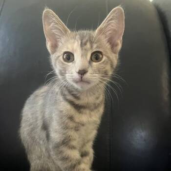 ShenShen Minkos -  Domestic Short Hair Cat for Adoption in South Burlington, Vermont - ShenShen Minkos | PetCurious