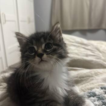 Scotch -  Domestic Long Hair Cat for Adoption in Wakefield, Quebec - Scotch | PetCurious