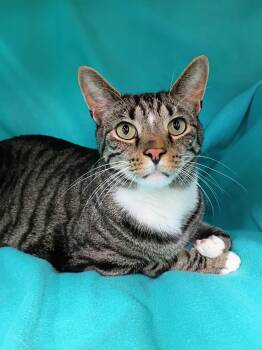 Rescue Domestic Short Hair Cats for Adoption in Morgantown, West Virginia - Ding Dong | PetCurious