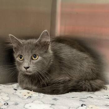 Newport -  Domestic Long Hair Cat for Adoption in Pauls Valley, Oklahoma - Newport | PetCurious