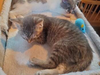 Mini -  Domestic Short Hair Cat for Adoption in Lorain, Ohio - Mini | PetCurious