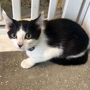 Lorcan -  Domestic Short Hair Cat for Adoption in Treasure Island, Florida - Lorcan | PetCurious
