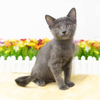 Pixie -  Domestic Short Hair Cat for Adoption in Durham, North Carolina - Pixie | PetCurious