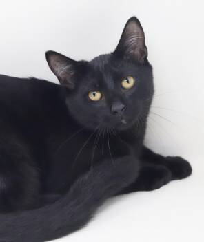 Pepper - such a sad story for an amazing lover boy - INCREDIBLE  -  Bombay Cat for Adoption in Bedford Hills, New York - Pepper - Such A Sad Story For An Amazing Lover Boy - INCREDIBLE  | PetCurious
