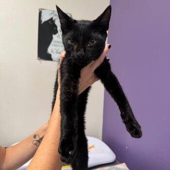 Astro -  Domestic Short Hair Cat for Adoption in Englewood, Florida - Astro | PetCurious