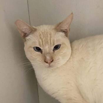 Domestic Short Hair Cats Available for Adoption - Landon | PetCurious