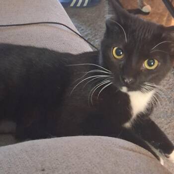 Gena -  Domestic Short Hair Cat for Adoption in Kansas City, Missouri - Gena | PetCurious