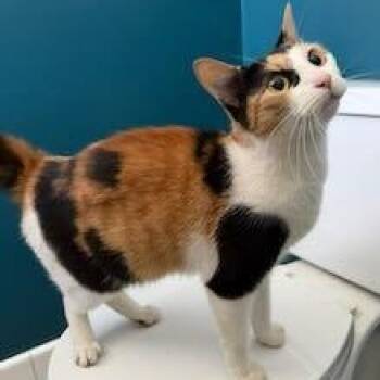 Domestic Short Hair Cats Available for Adoption in Chicago, Illinois - Colette | PetCurious