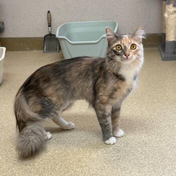 Purrla -  Domestic Medium Hair Cat Available for Adoption in Naperville, Illinois - Purrla | PetCurious