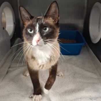 Siamese Cats Available for Adoption in Lakeland, Florida - Rune | PetCurious