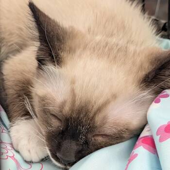 Captain -  Domestic Medium Hair and Siamese Cat for Adoption in Eugene, Oregon - Captain | PetCurious