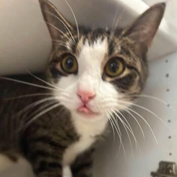 Jasmin -  Domestic Short Hair Cat for Adoption in New York, New York - Jasmin | PetCurious