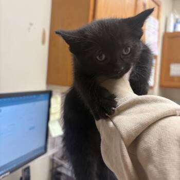 Domestic Short Hair Cats Available for Adoption in Pekin, Illinois - Semi Colon | PetCurious