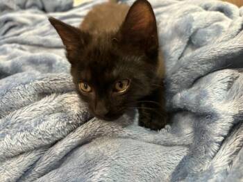 Bitsy -  Domestic Short Hair Cat for Adoption in Mcpherson, Kansas - Bitsy | PetCurious
